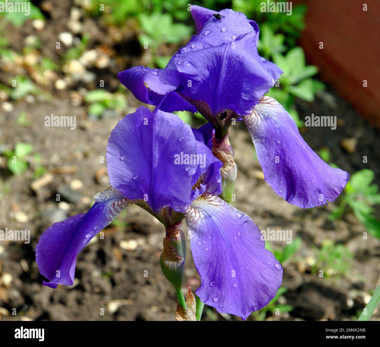 Flower blue bearded Iris (Latin Iris) after the rain in the summer garden Stock Photo