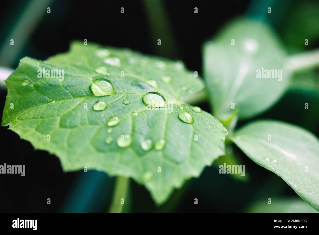 Small pumpkin plant, green leaf with water drops, watering vegetable seedlings indoors Stock Photo