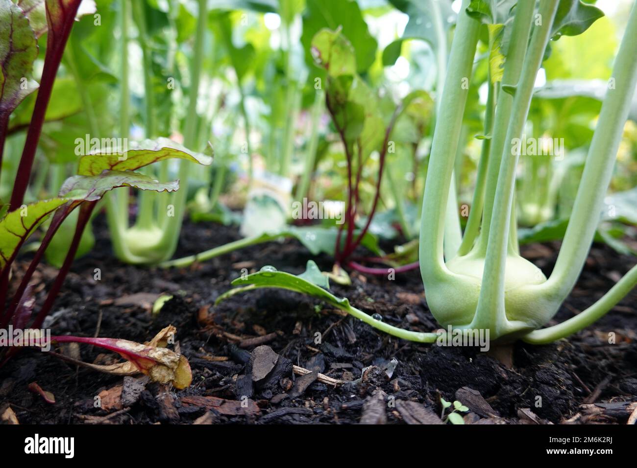 Kohlrabi (Brassica oleracea var. gongylodes) and beet (Beta vulgaris