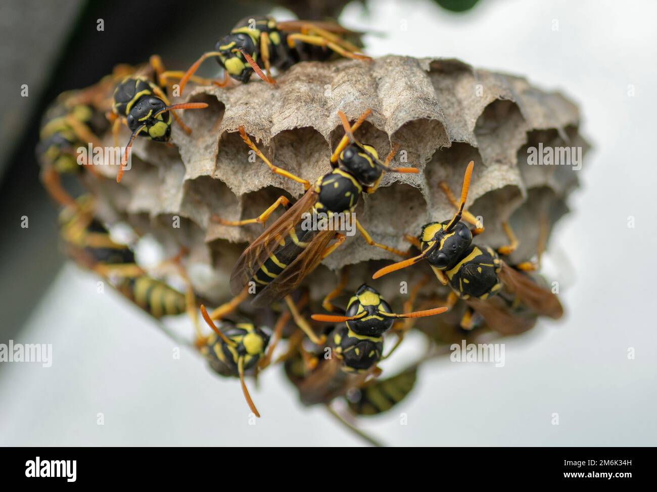 European wasp (Vespula germanica) building a nest to start a new colony. Stock Photo