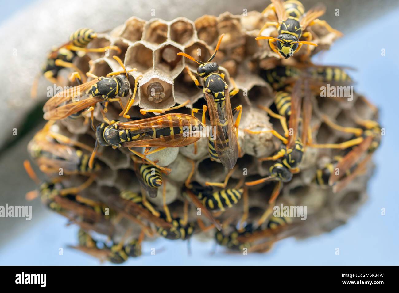 European wasp (Vespula germanica) building a nest to start a new colony. Stock Photo