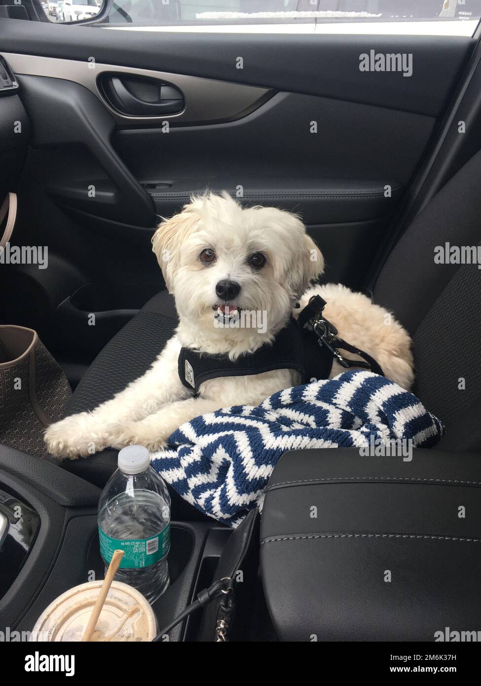 Dog traveling road trip plane airport Stock Photo