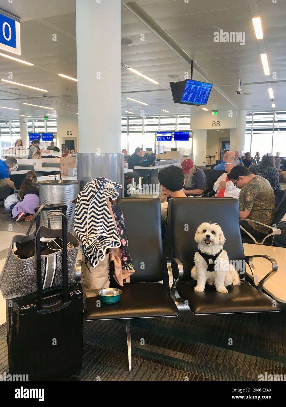 Dog traveling road trip plane airport Stock Photo