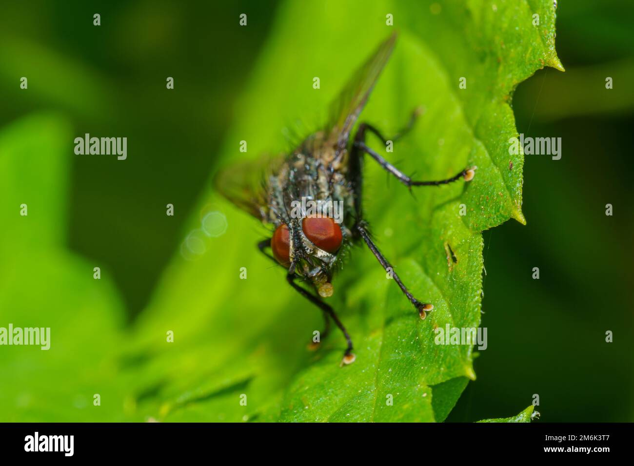 Musca autumnalis, the face fly or autumn housefly, is a pest of cattle
