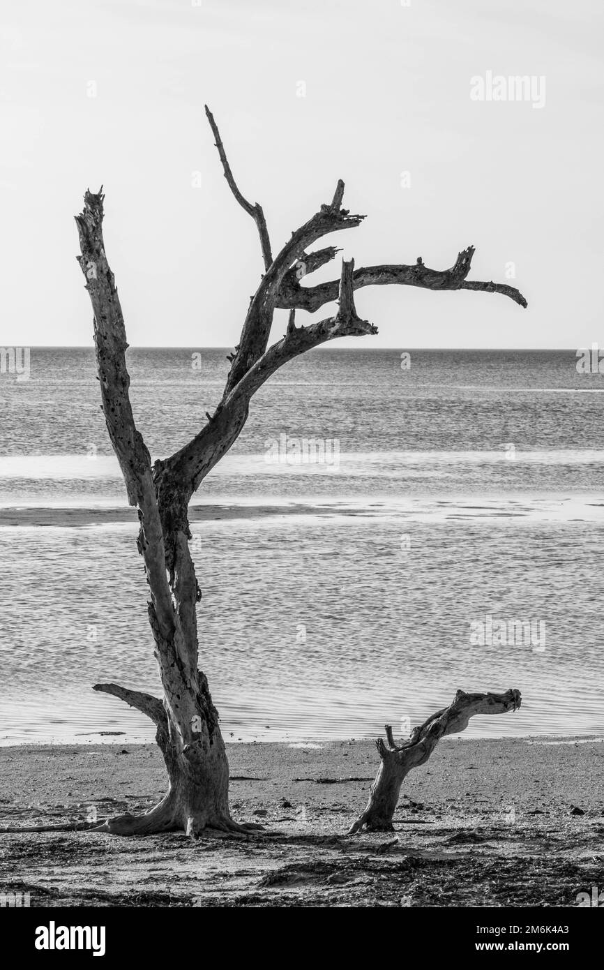 Leafless tree trunk growing Black and White Stock Photos & Images - Alamy