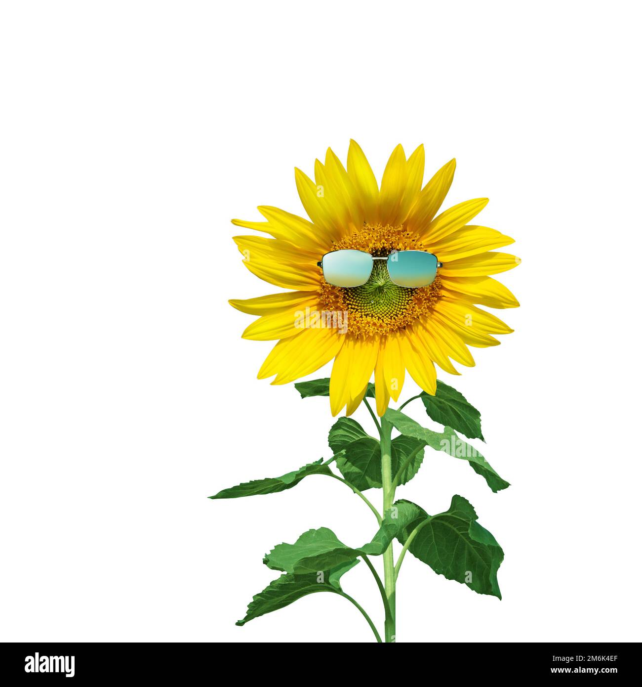 Funny sunflower with sunglasses on a white background Stock Photo