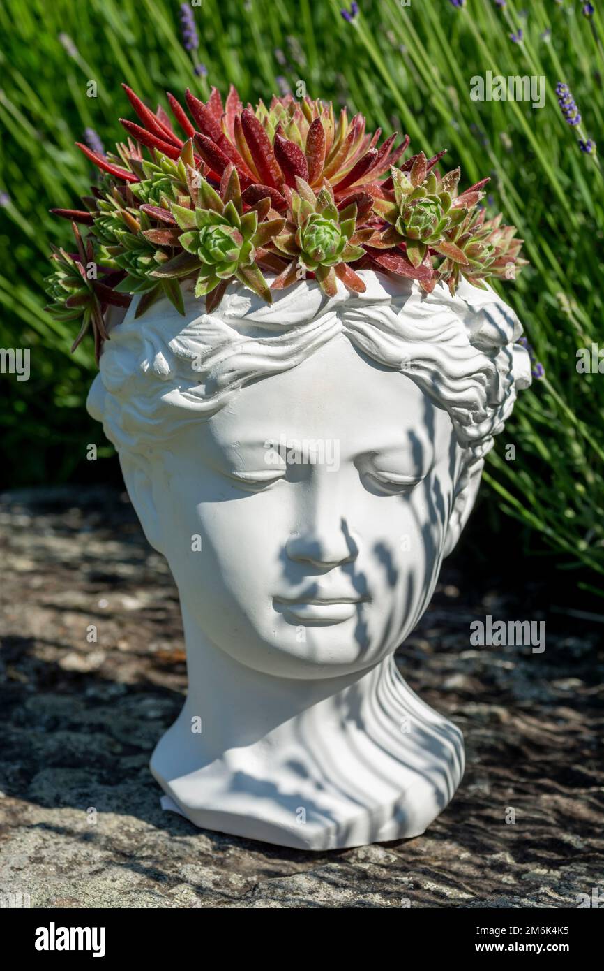 Venus goddess bust planter made of plaster with growing Houseleek or Sempervivum. Stock Photo