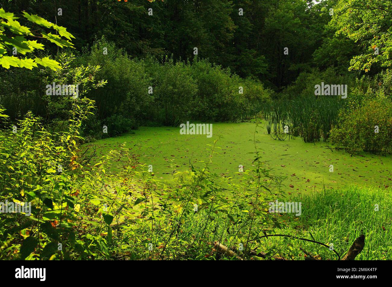 Small pond overgrown with duckweed in the forest. Stock Photo