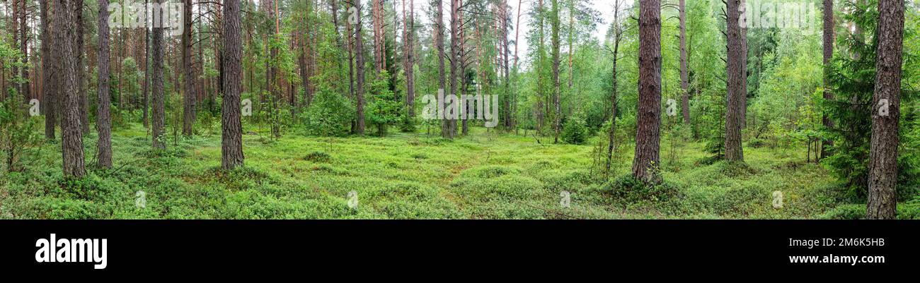 Dense forest tall pine hi-res stock photography and images - Alamy