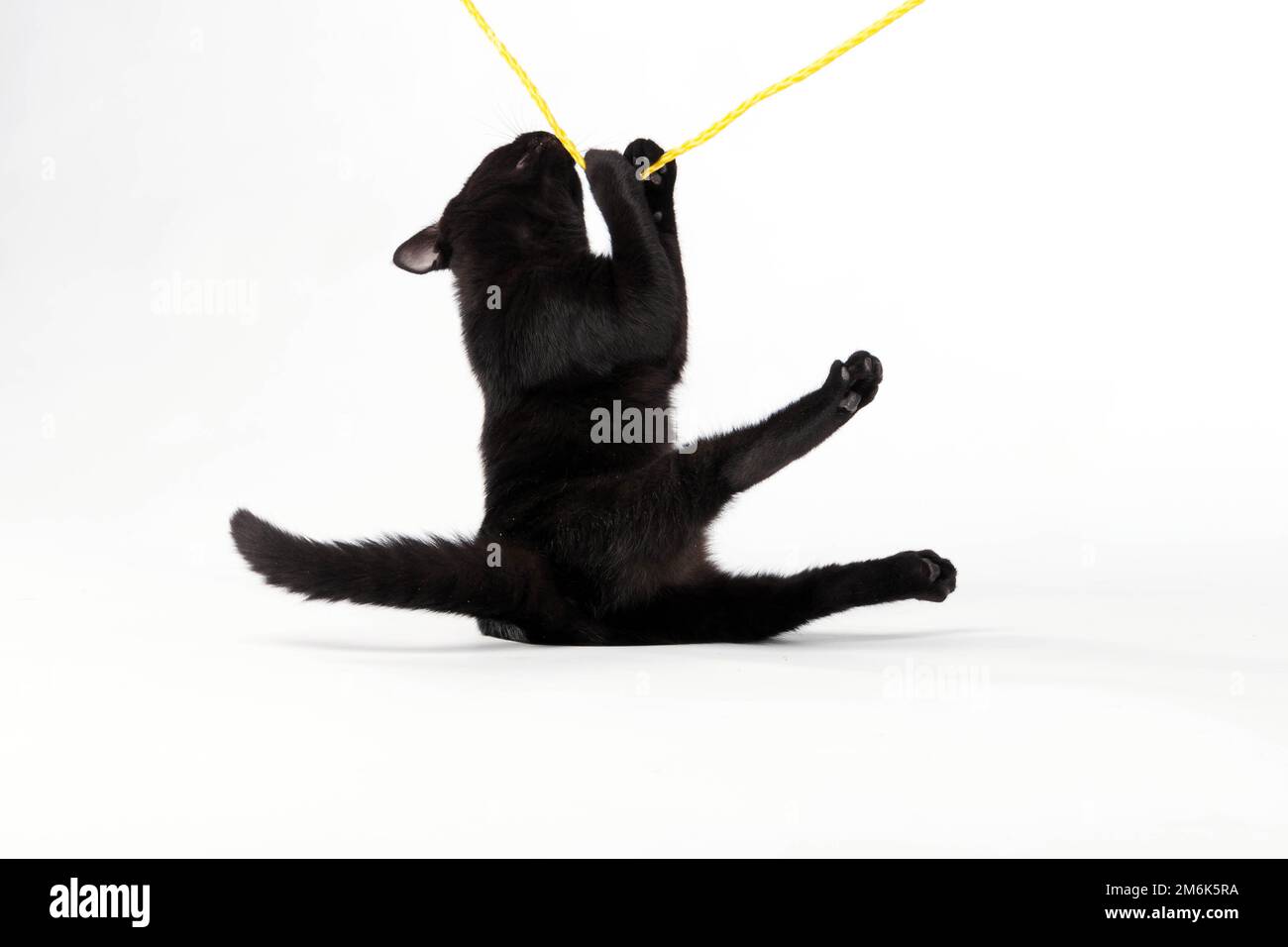 Concord, NC, USA. 30th Nov, 2009. A black kitten plays in a studio environment (Credit Image: © Walter G. Arce Sr./ZUMA Press Wire) Stock Photo