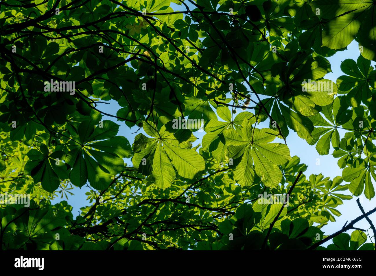 Green Chestnut (Castanea sativa) Leaves in the sunlight. Spanish chestnut foliage. Stock Photo