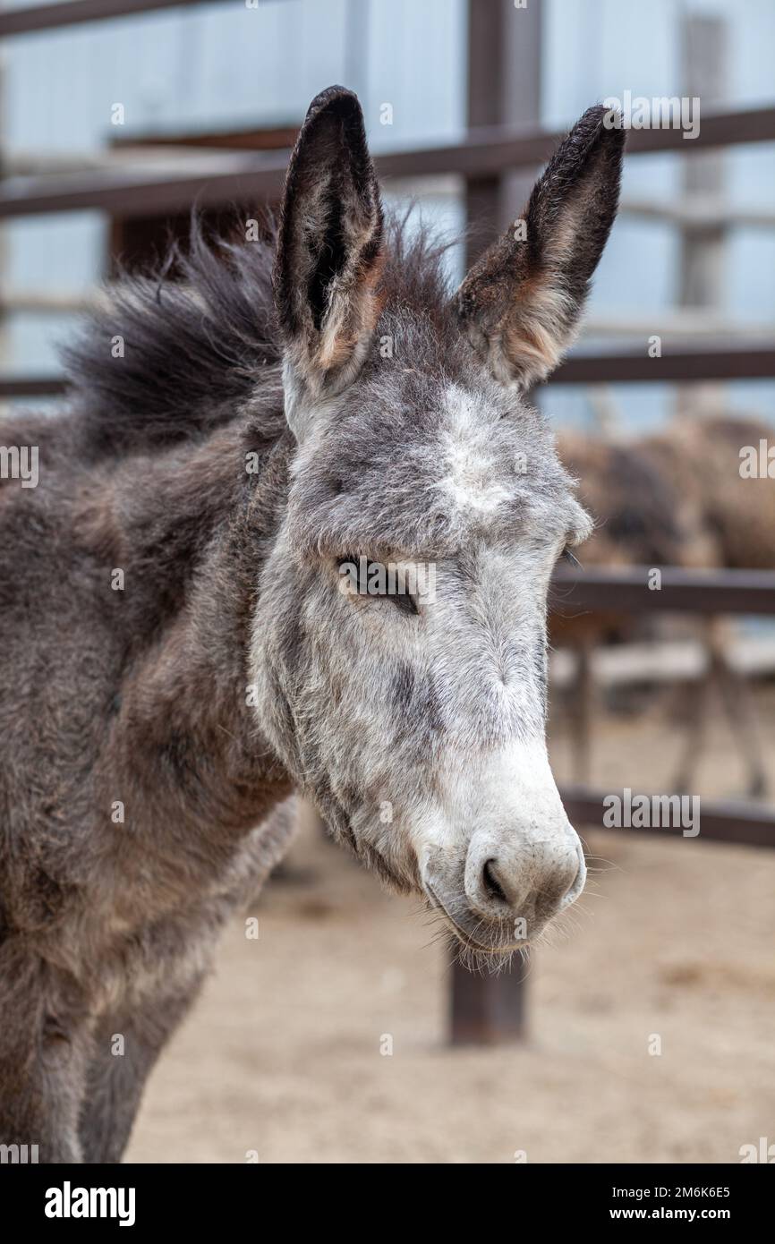 Donkey head close-up at the animal farm. Portrait of a gray donkey. Stock Photo