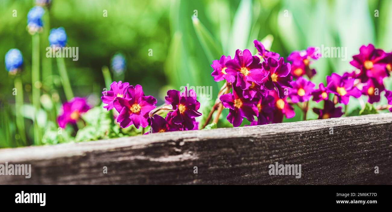 Purple Primula flowers on raised flower bed in spring garden Stock Photo