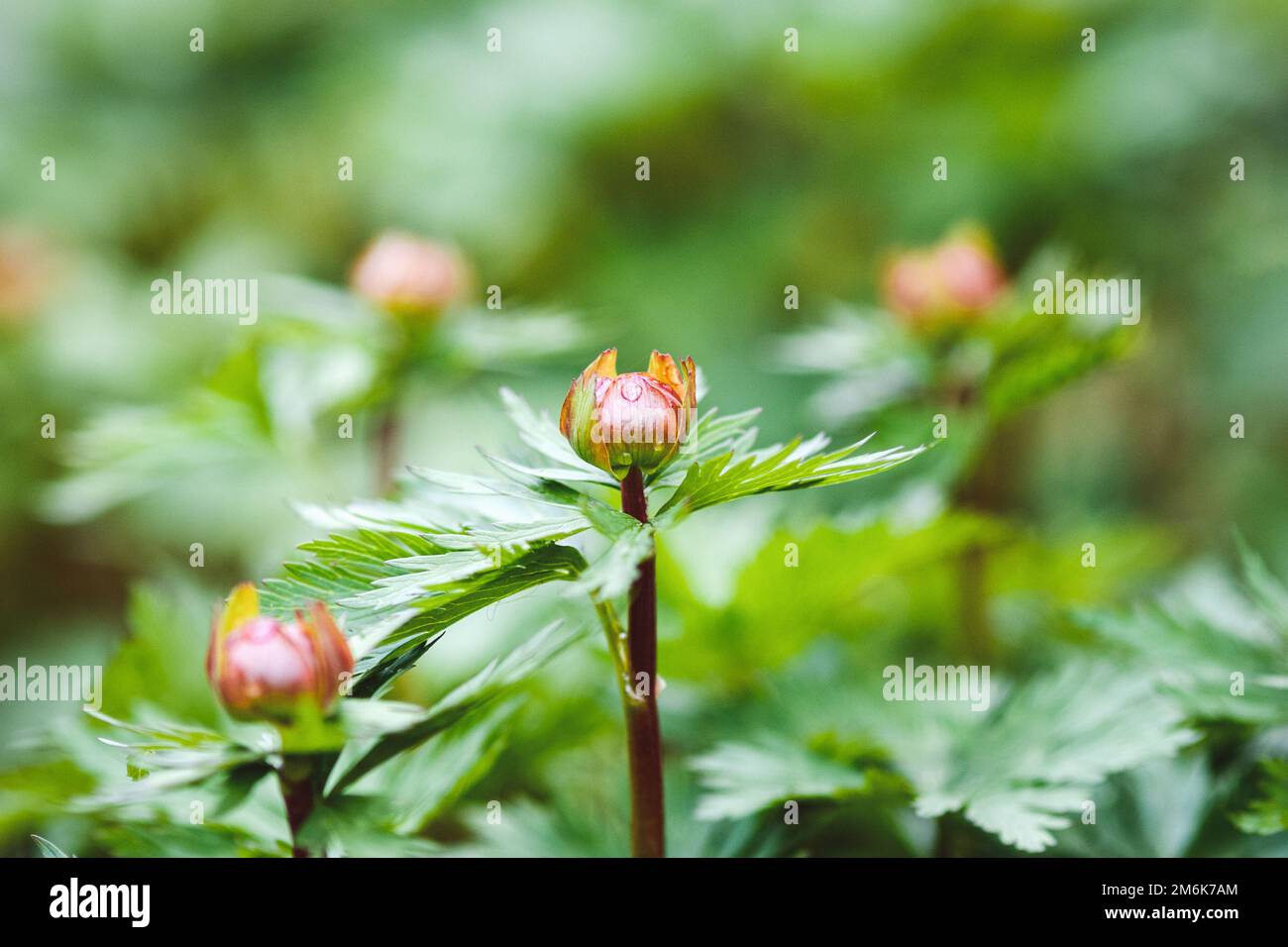 Globe Flowers flower buds in spring forest Stock Photo