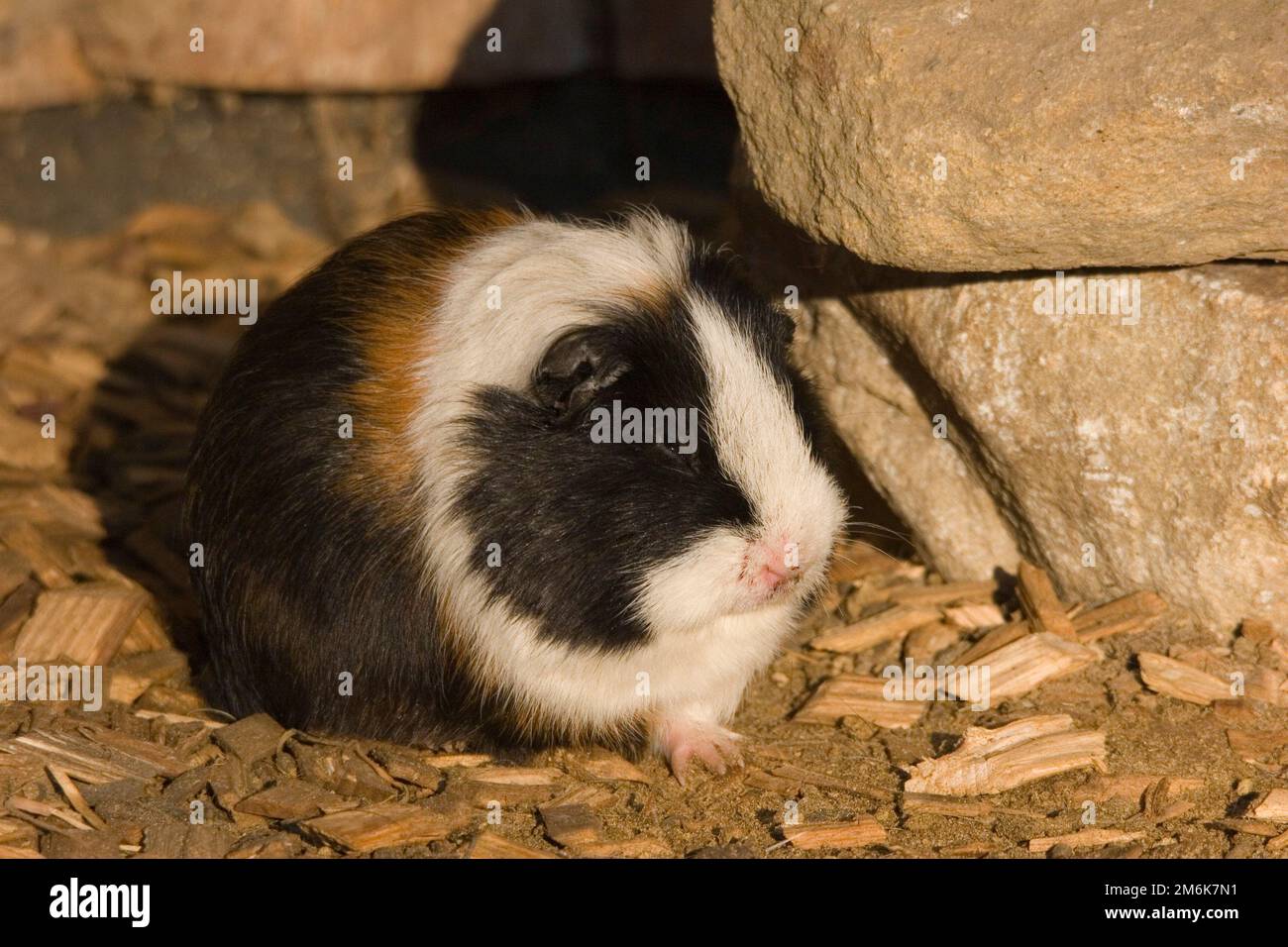 Domestic guinea pig - Cavia porcellus Stock Photo