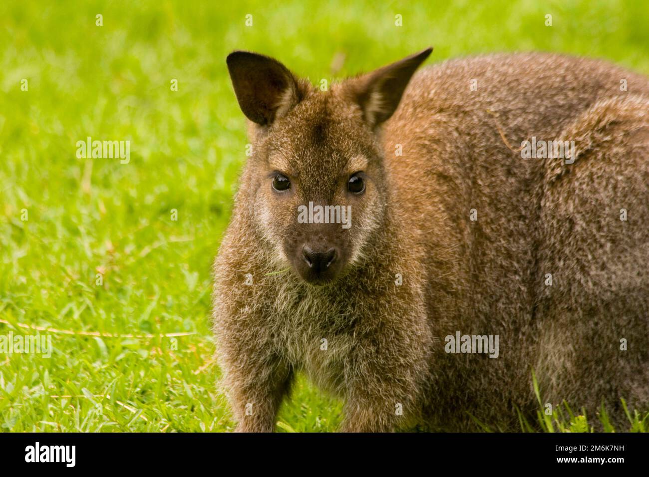 Bennett wallaby - macropus rufogriseus Stock Photo