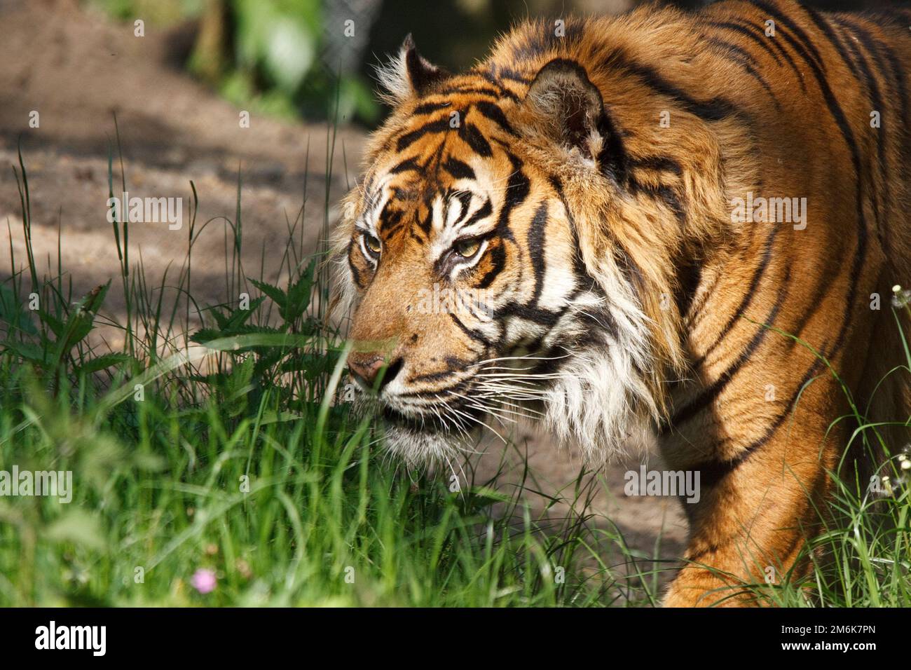 Sumatran tiger - Panthera tigris sumatrae Stock Photo