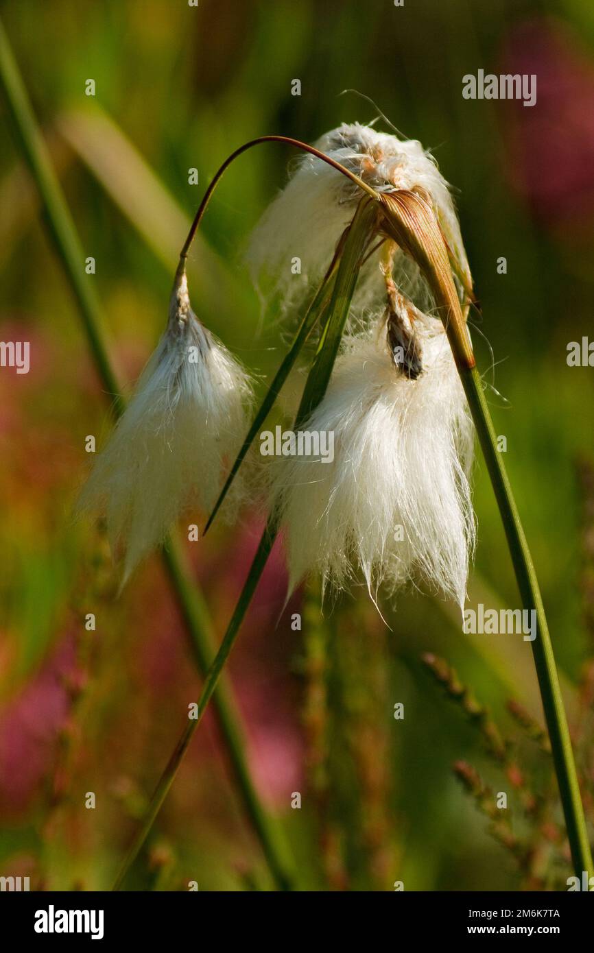 Common cottongrass common cottongrass Stock Photo Alamy