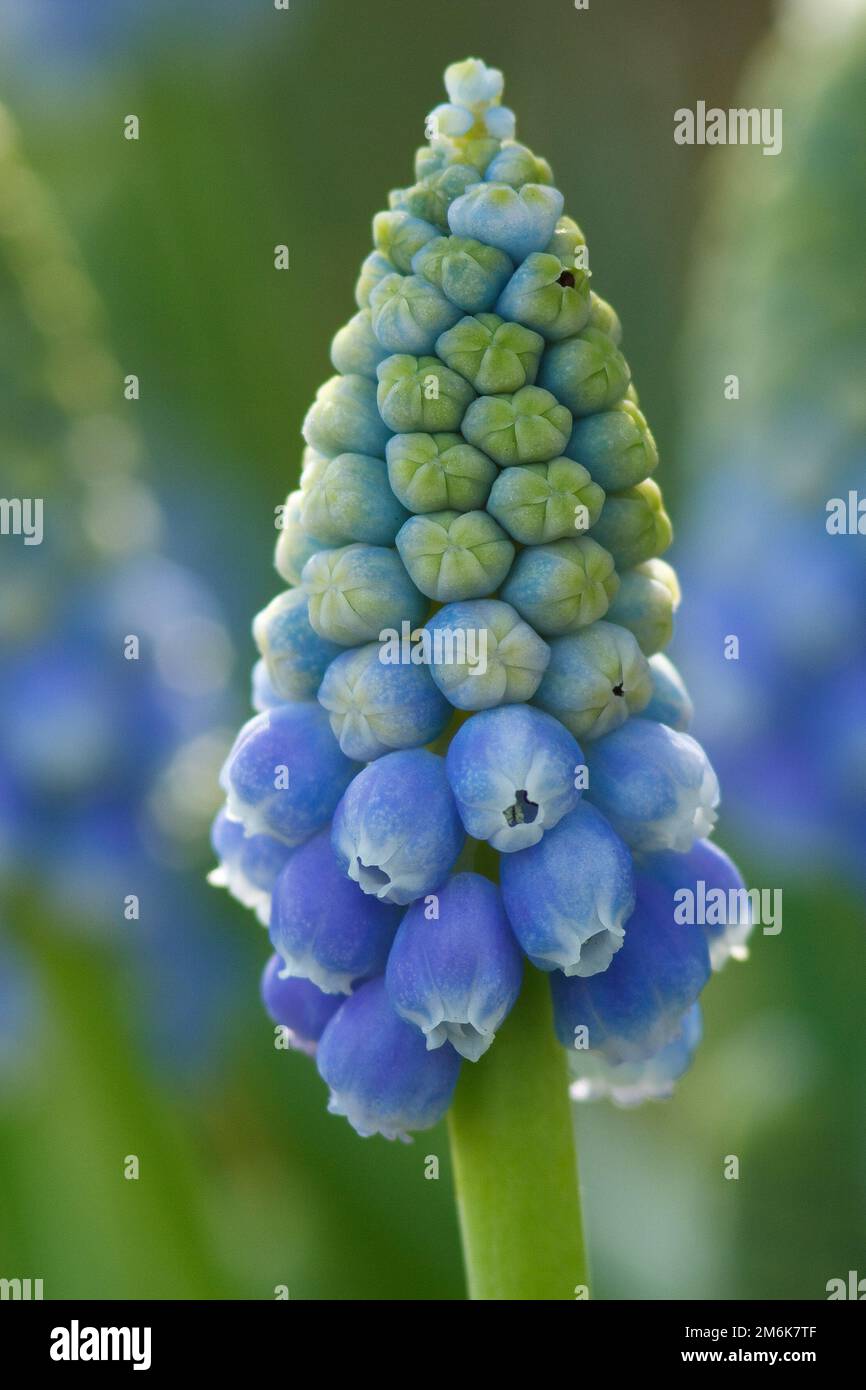 Blue grape hyacinth - Muscari Stock Photo