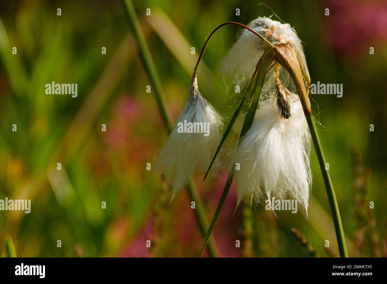 Common cottongrass common cottongrass Stock Photo Alamy