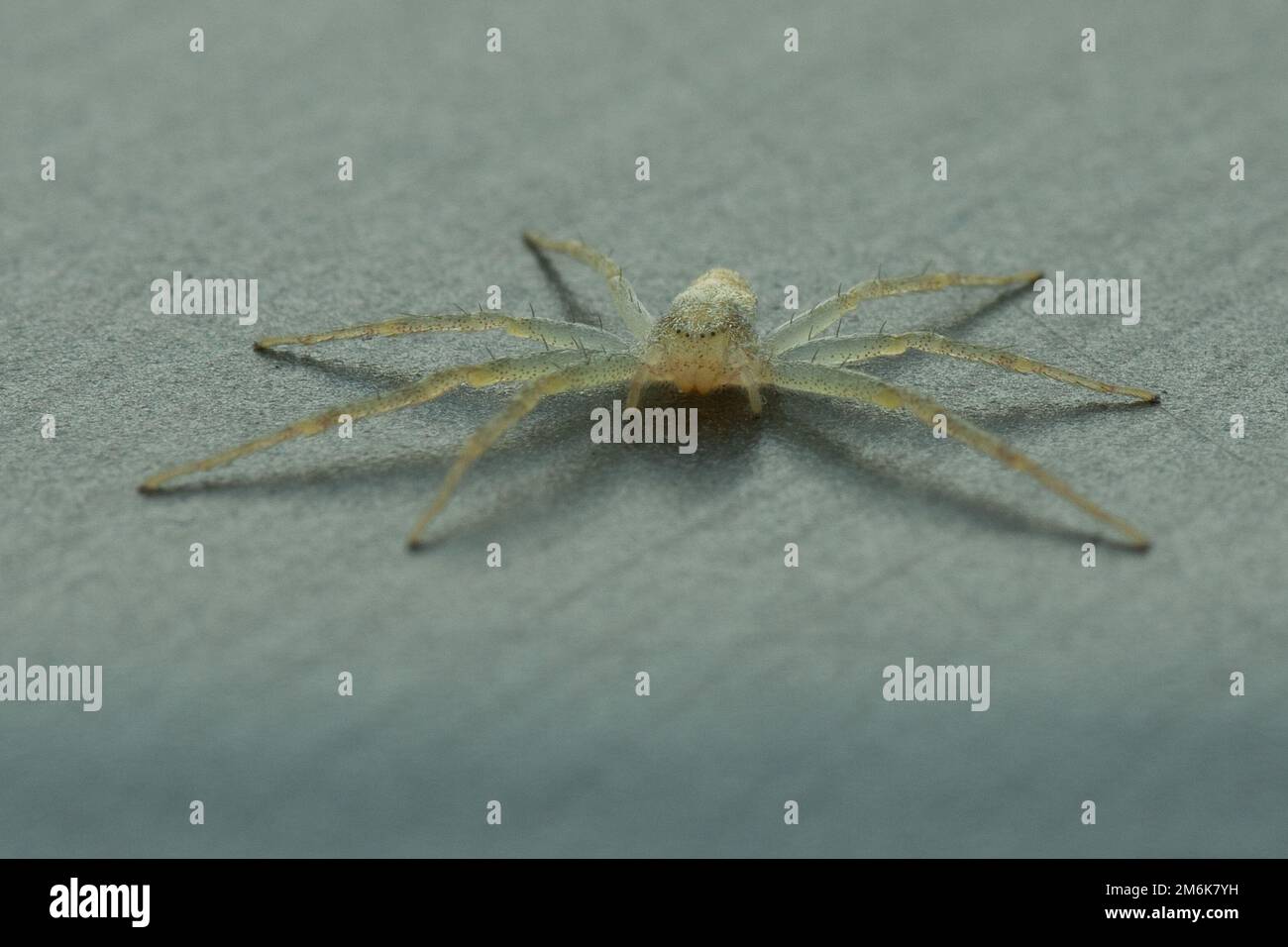 Running crab spider - philodromid crab spider Stock Photo - Alamy