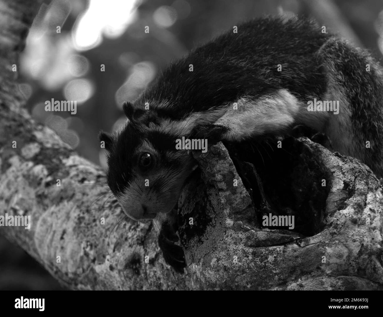 Giant Squirrels and Sqirrels in Sri Lanka. Stock Photo