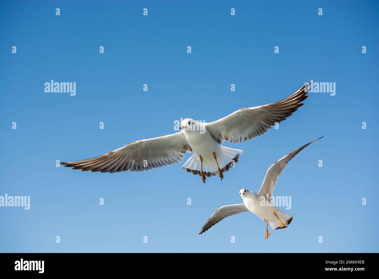 Single seagull flying in blue a sky Stock Photo