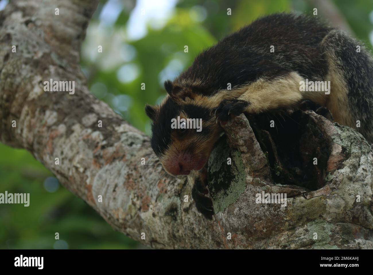 Funambulus Obscurus Squirrels of sri lanka hi-res stock photography and images - Alamy