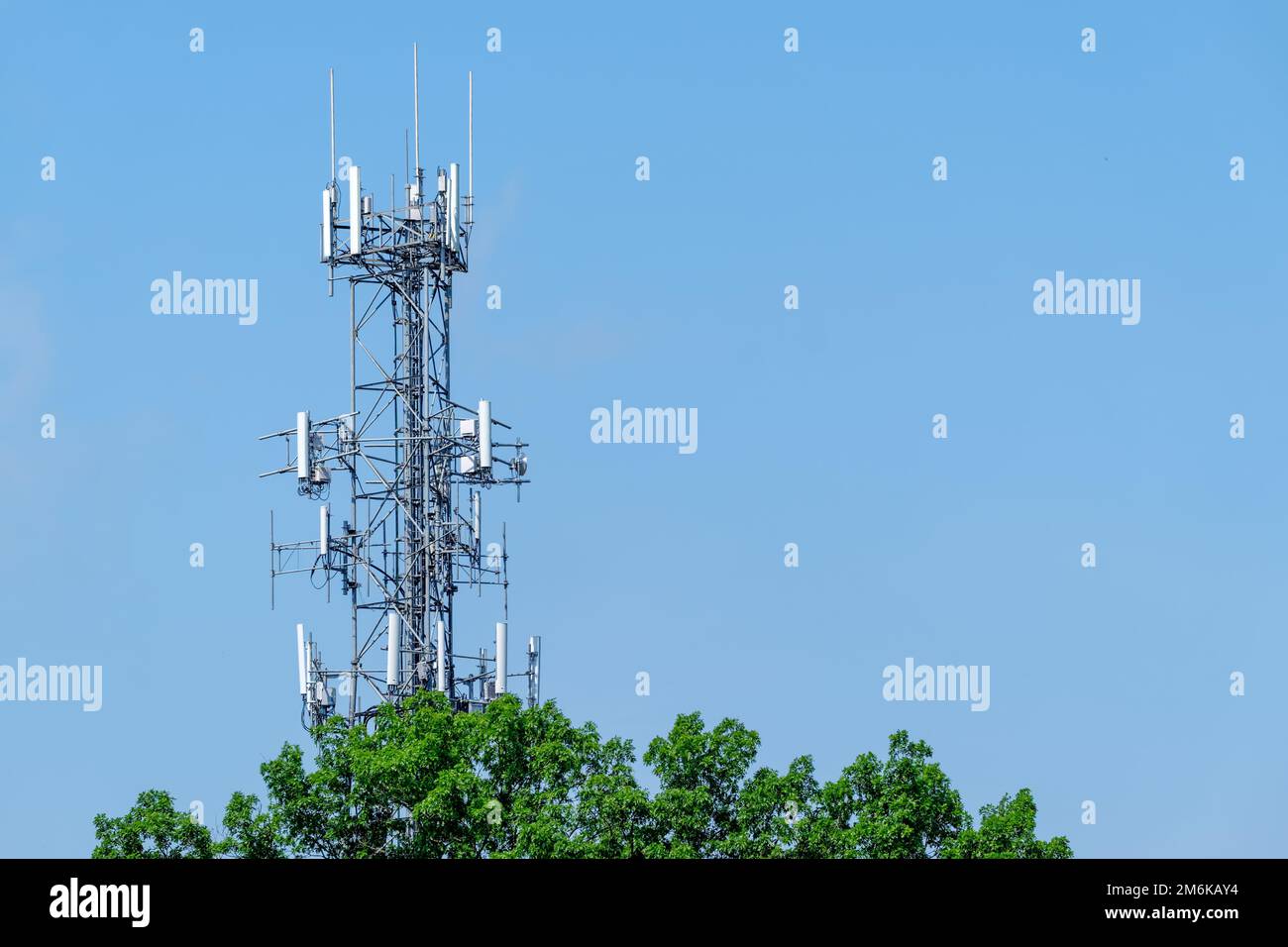 Cellular telephone tower rising above a green tree, Knoxville