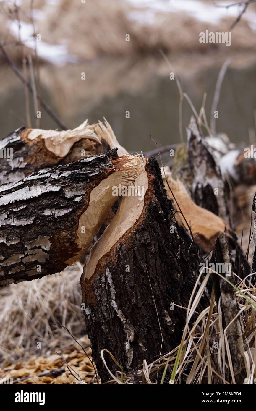 Beaver track hi-res stock photography and images - Alamy