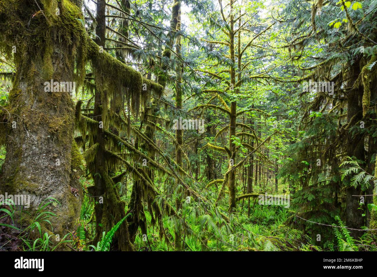 Hoh rain forest hike hi-res stock photography and images - Alamy