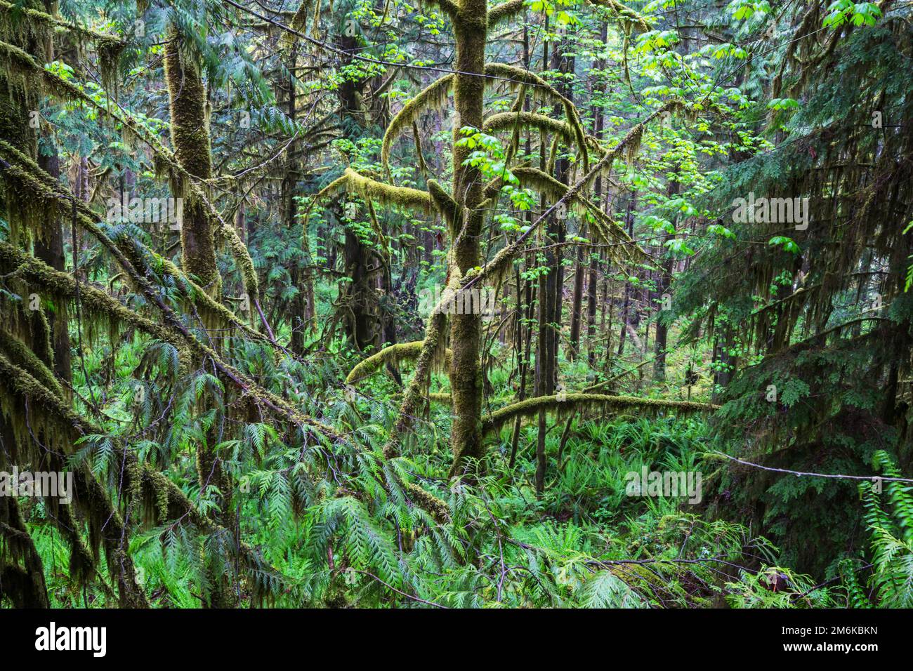 Landscape rain trees hi-res stock photography and images - Alamy