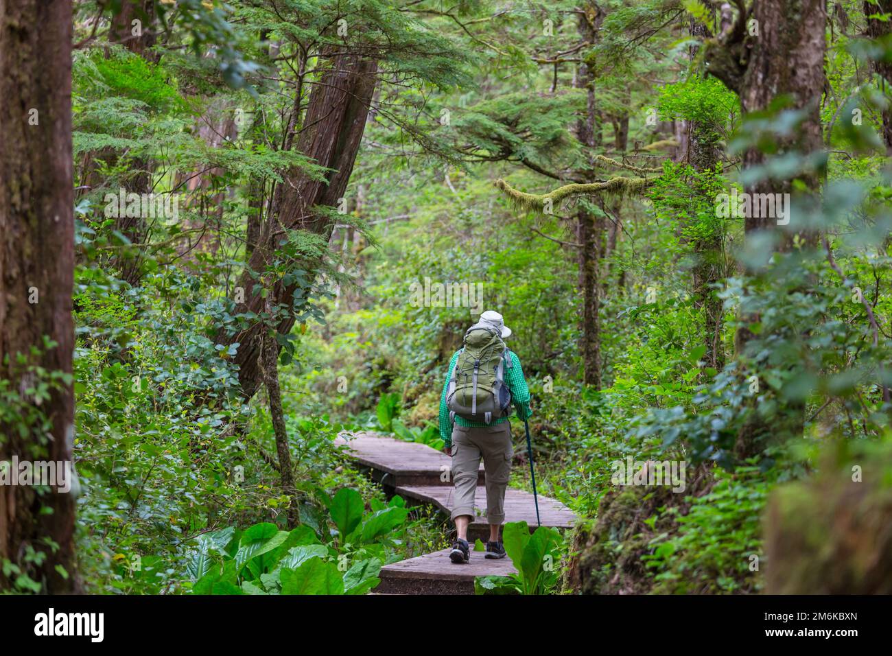 Hike in the forest Stock Photo - Alamy