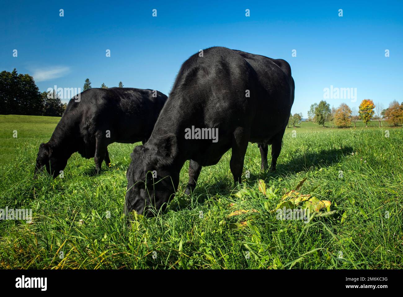 Black angus cow group at morning feeding in lush green gras at the Bavarian Alps on a sunny day Stock Photo