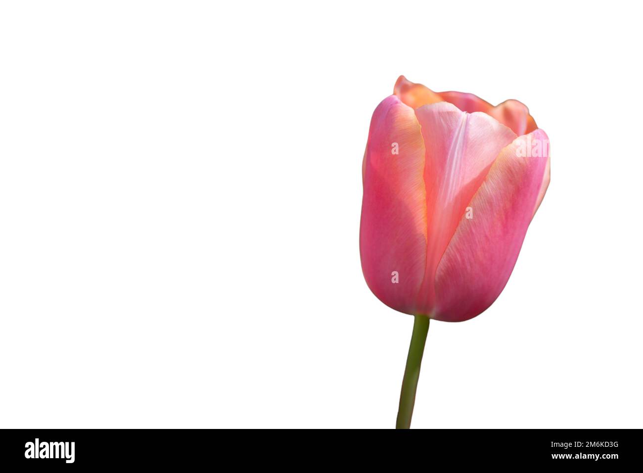 Tulip flowers isolated on white background Stock Photo - Alamy