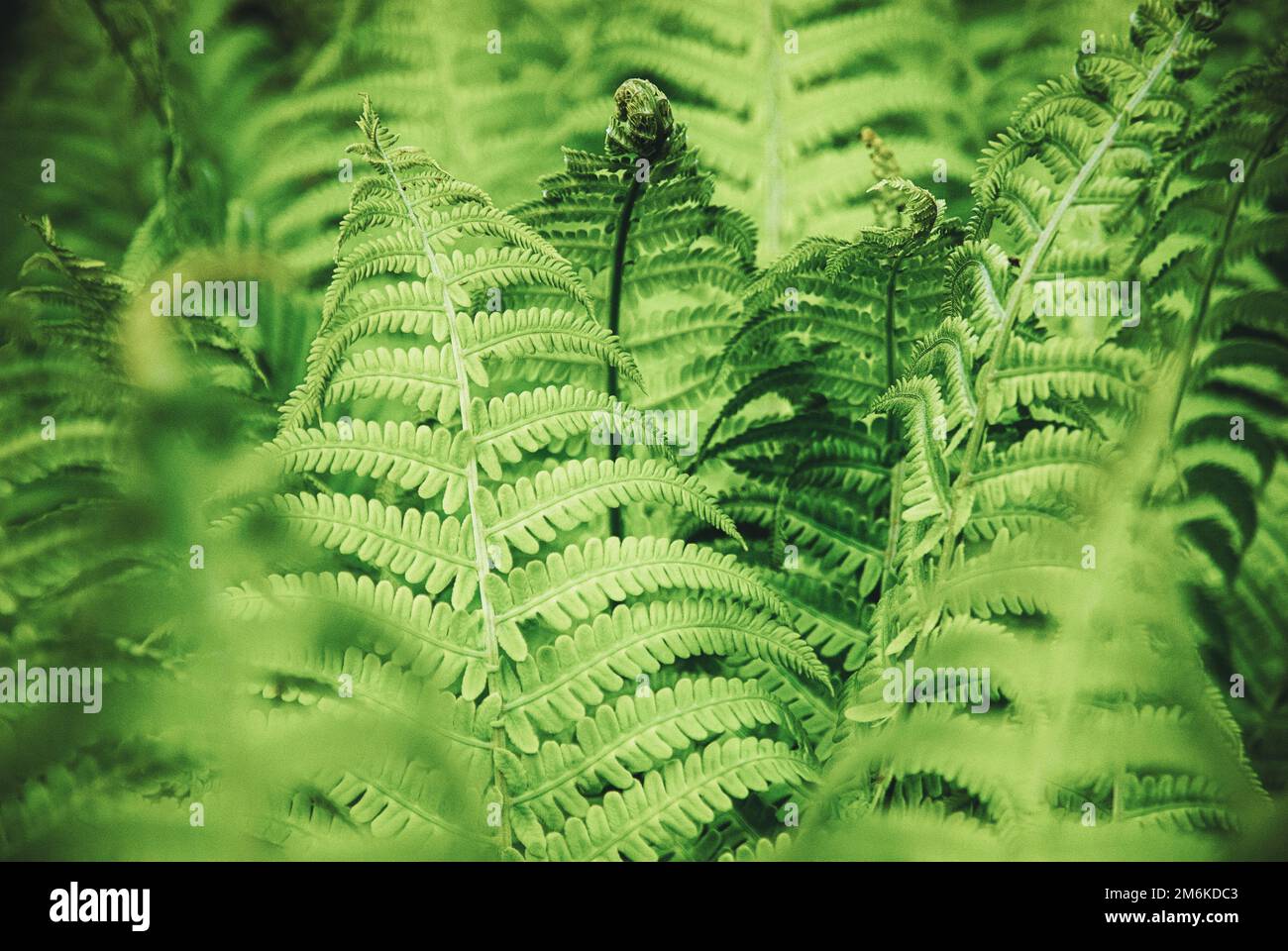 Fern growing in spring forest, natural background on green fern leaves Stock Photo