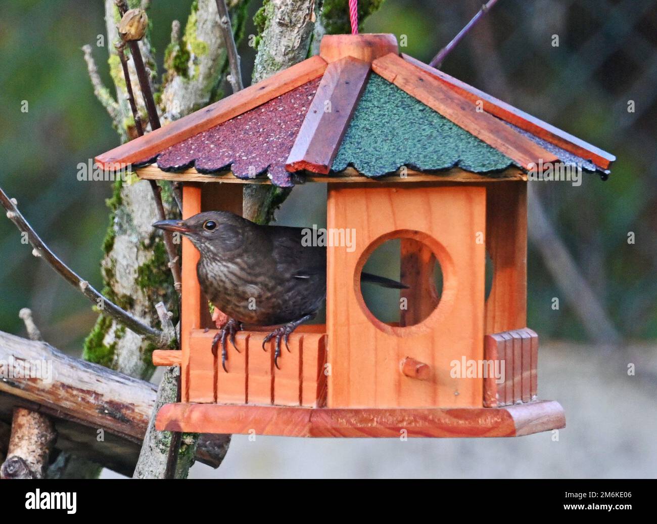 Wintervogel hi-res stock photography and images - Alamy