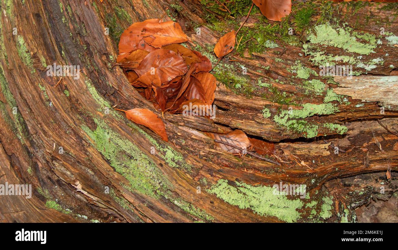 Dead wood on the forest floor in autumn Stock Photo