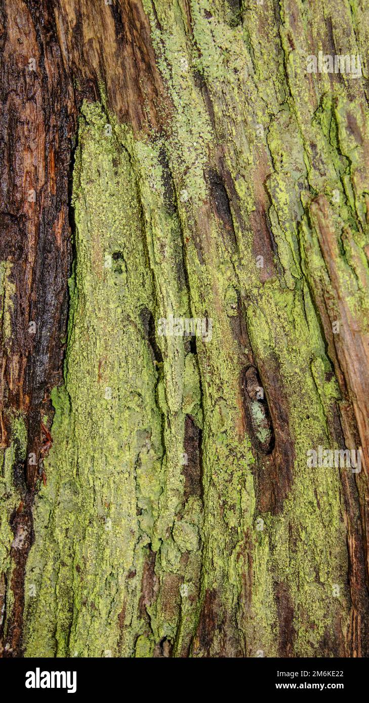 Dead tree with lichens Stock Photo