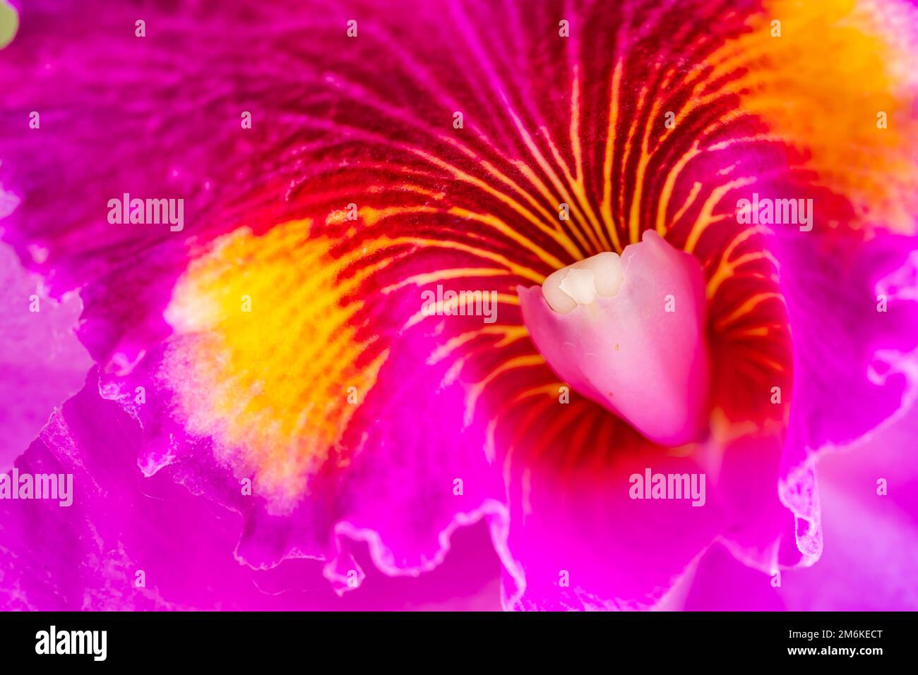 Extreme closeup scene of growing pink cattleya flower. Stock Photo
