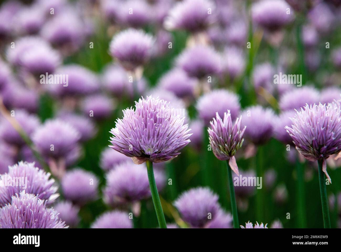 Purple Chives flowers, Allium schoenoprasum in the garden, summer