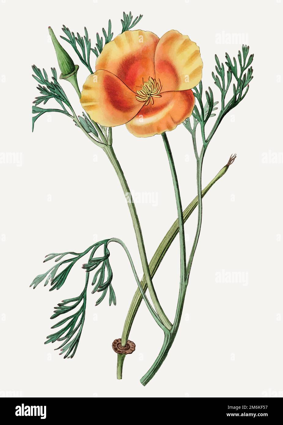 Vintage saffron colored eschscholzia for decoration Stock Vector Image & Art Alamy