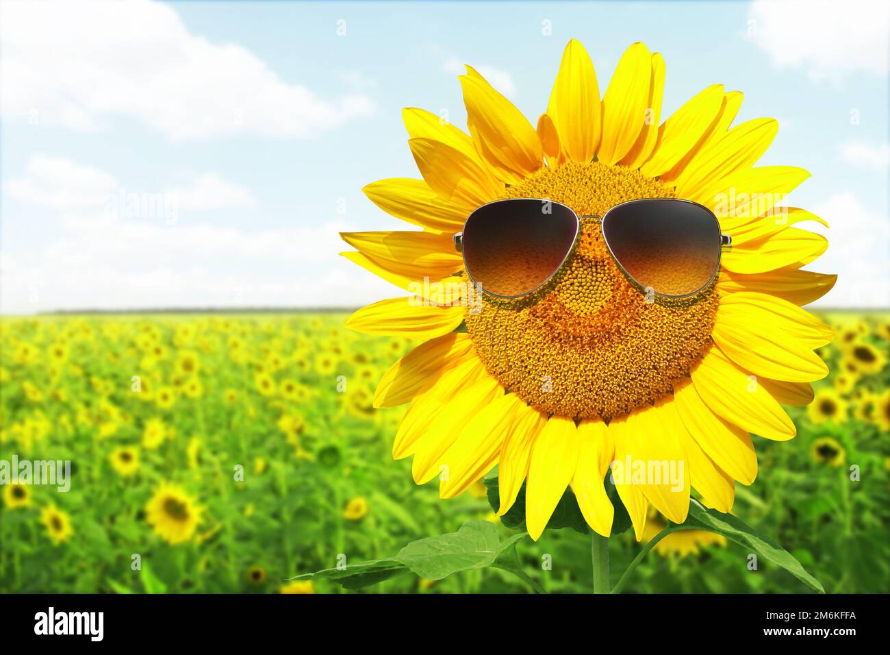 Funny sunflower with sunglasses on a blue sky Stock Photo