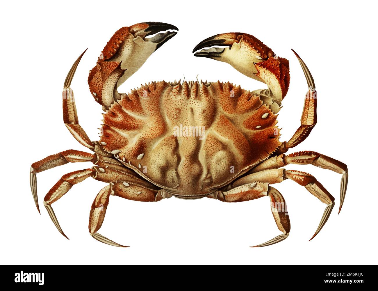 Dungeness crab vintage illustration Stock Vector Image & Art Alamy