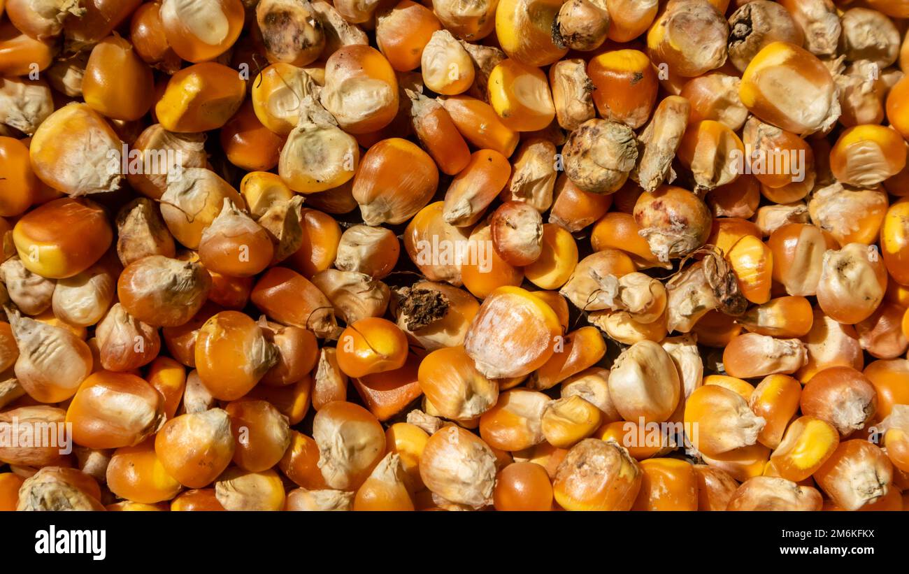 pile of corn kernels as background Stock Photo - Alamy