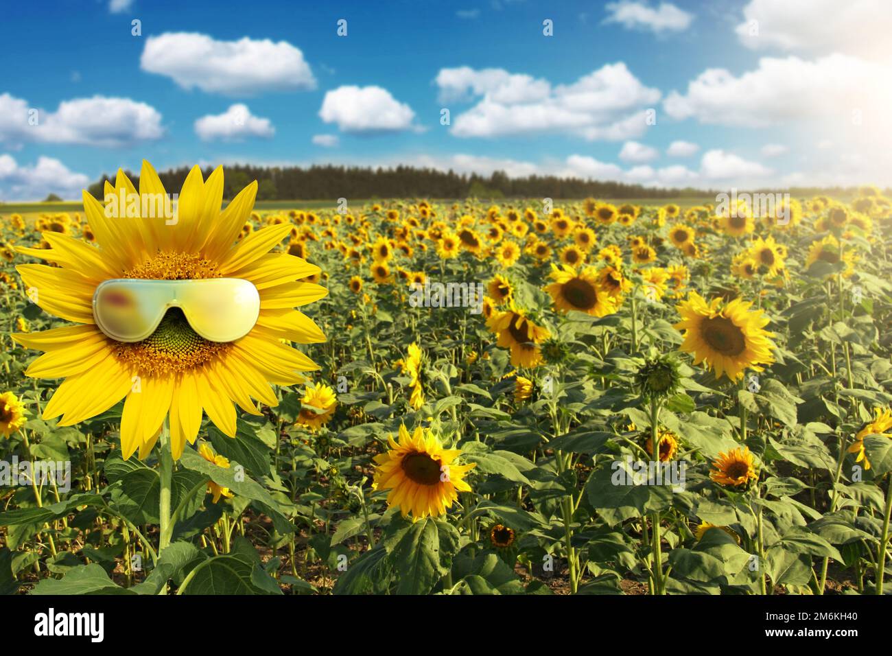 Funny sunflower with sunglasses on a blue sky Stock Photo