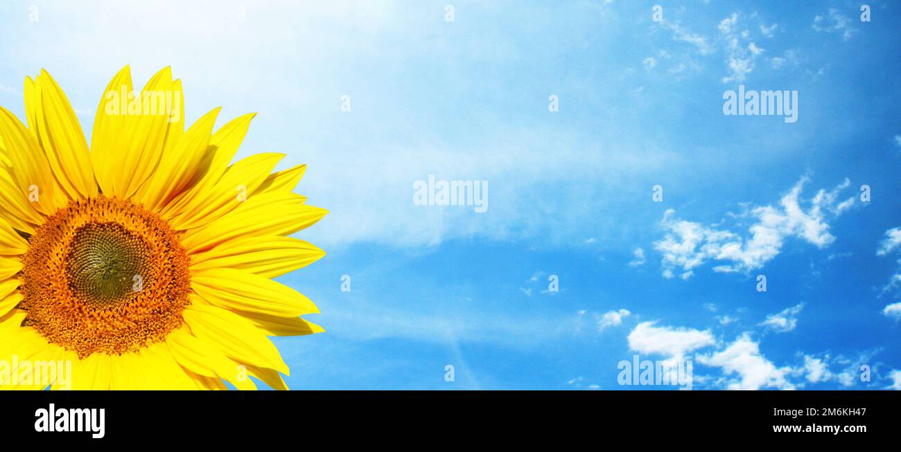 Field of blooming sunflowers on a background blue sky Stock Photo - Alamy
