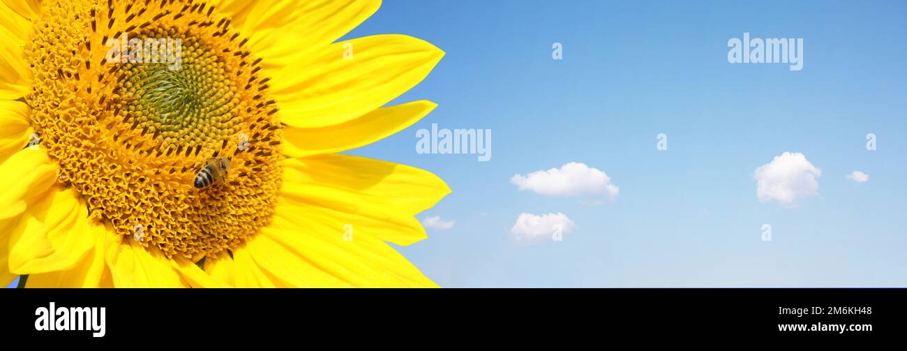 Field of blooming sunflowers on a background blue sky Stock Photo - Alamy