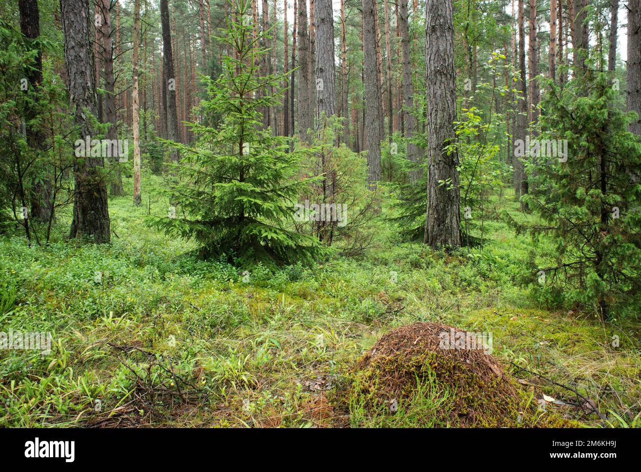 Landscape of Belarus - pine forest Stock Photo
