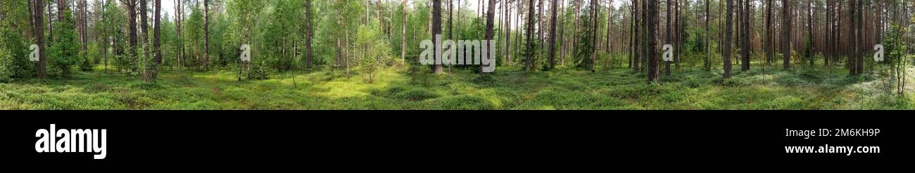 Landscape of Belarus - pine forest Stock Photo